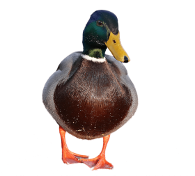 duck png image with full body front view - Photo #3139 - TakePNG ...